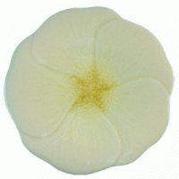 Cream Celadon Leelawadee Plates